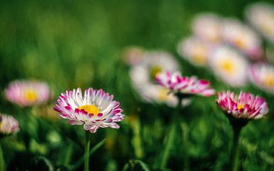 flowers in the garden