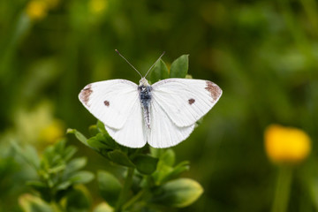 Macro of a cabbage white (pieris rapae) butterfly with blurred bokeh background; pesticide free environmental protection concept;