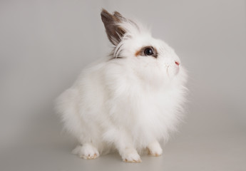white long hair white rabbit