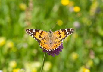 Macro of a painted lady (vanessa cardui) butterfly on a pink scabiosa blossom with blurred bokeh background; pesticide free environmental protection concept;
