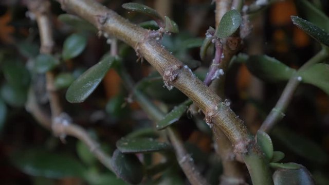 Crassula ovata, known as Chinese money plant with woolly aphid aphis greenfly a parasitic insect species feeding on a plant stem close-up