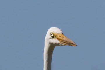 portrait of a swan