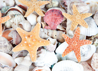 Fototapeta na wymiar Nice sea shells on the sandy beach taken closeup, Shell border or frame