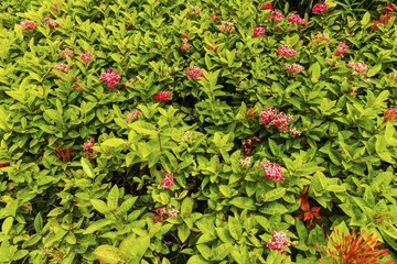 Close up view of beautiful tropical plant with green and red flowers. Natural red backgrounds.