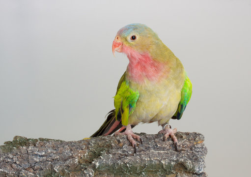 Princess parrot as pet animal
