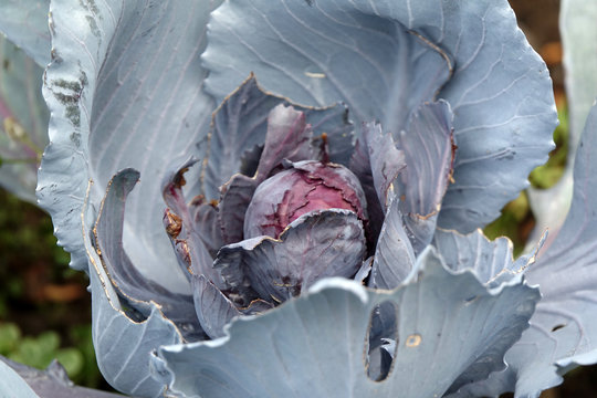 Kohl