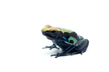The blue poison dart frog isolated on white background