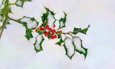 Red christmas holly berries, Ilex aquifolium, on a twig with spiny green leaves covered with snow...