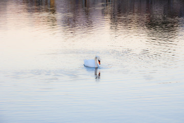 white swan on the lake