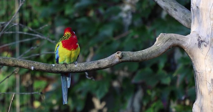 Close up of an eastern rosella (Platycercus eximius) sitting alone on a branch of a tree.