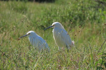 great white egret on the grass