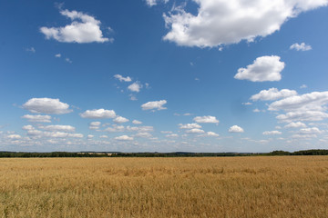 wheat field and blue sky