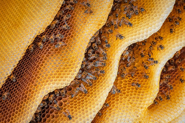 Honeybees on honeycomb during daytime