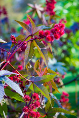 red flowers in the garden