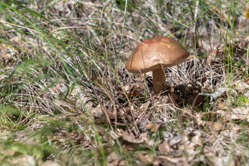 birch mushroom in the forest