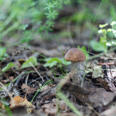 birch mushroom in the forest