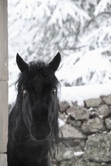 cheval dans la neige