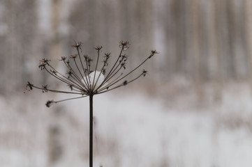 dried plant in winter