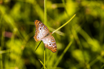 Butterfly on blade of grass