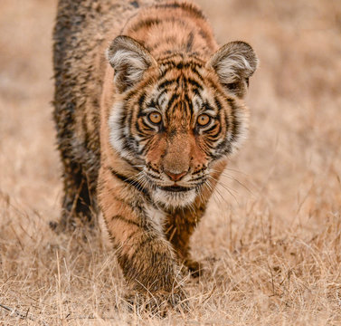 Macro photography of adult tiger in brown field during daytime