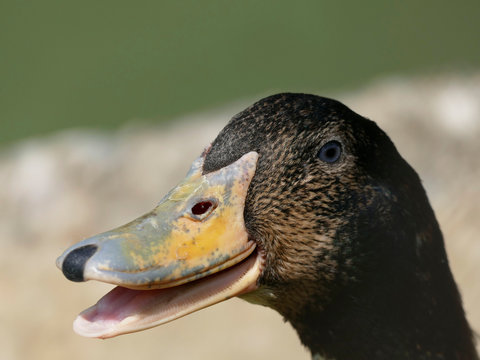 Macro photography of black duck