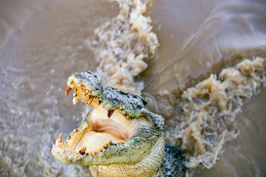 Macro photography of crocodile showing wide mouthy open