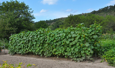 Fototapeta na wymiar In the garden, cucumbers are grown using a grid