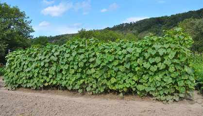 Fototapeta na wymiar In the garden, cucumbers are grown using a grid