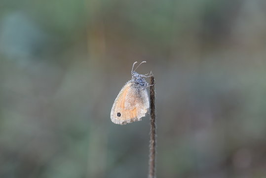 Macro photography of brown and orange butterfly