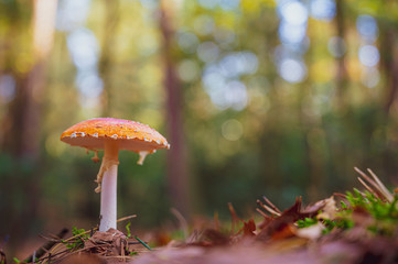 mushroom in the forest