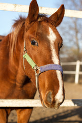 Horse in the pen portrait