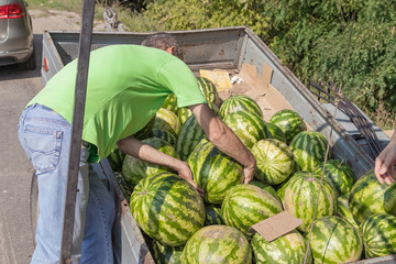 Watermelons on a spontaneous market by the highway