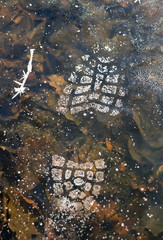 Footprint from shoes on frozen ice river