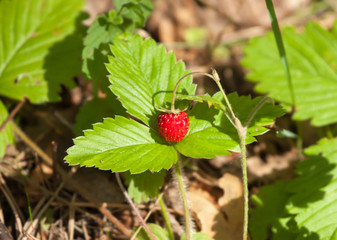 Scrub of woodland strawberry in the forest