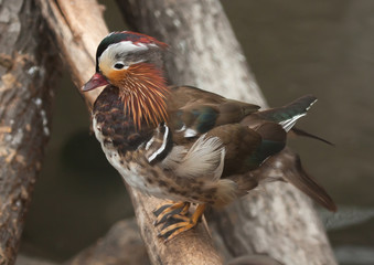 Mandarin duck (Aix galericulata) on the tree log