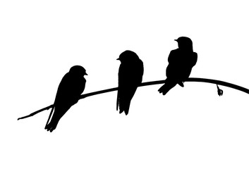 Sand martins (Riparia riparia) sits on the branch. Vector silhouette of birds.