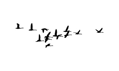 Whooper swans wedge in flight. Vector silhouette a flock of birds