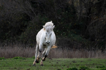 Wild camargue horse gallopping 
