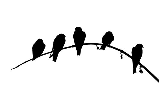 Sand martins (Riparia riparia) sits on the branch. Vector silhouette of birds.