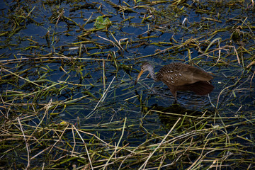 Limpkin wading through wetlands