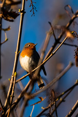 A robin sitting on a branch