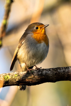 A robbin portrait