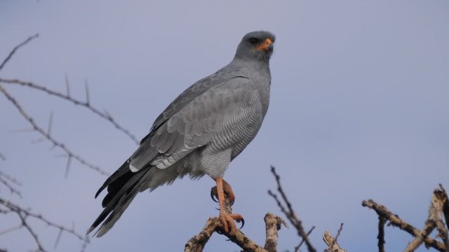 Pale chanting goshawk at Central Kalahari Game Reserve in Botswana