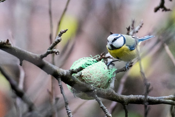 A titmouse eating