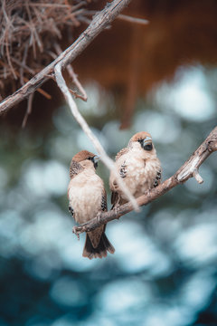 Two brown small-beaked birds on brown twig
