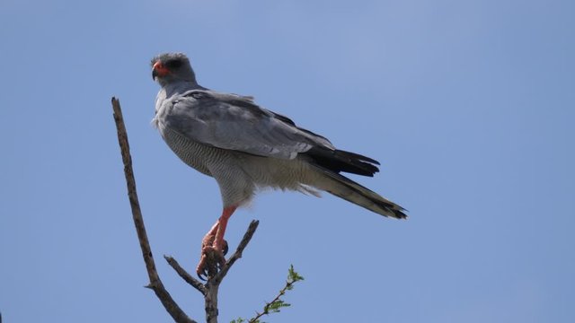Pale chanting goshawk in a tree at Central Kalahari Game Reserve in Botswana