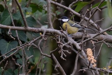 A titmouse sitting on a branch