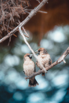 Two brown small-beaked birds on twig