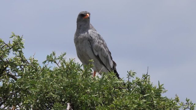Pale chanting goshawk in a tree at Central Kalahari Game Reserve in Botswana