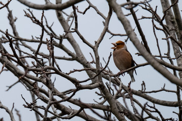 A robin on a branch